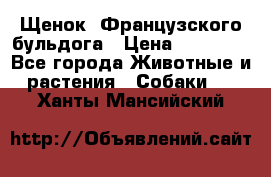 Щенок  Французского бульдога › Цена ­ 35 000 - Все города Животные и растения » Собаки   . Ханты-Мансийский